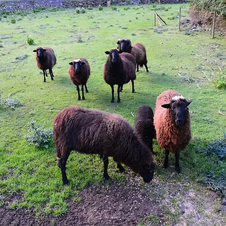 شقة Solar Arco De Sao Jorge سانتانا
