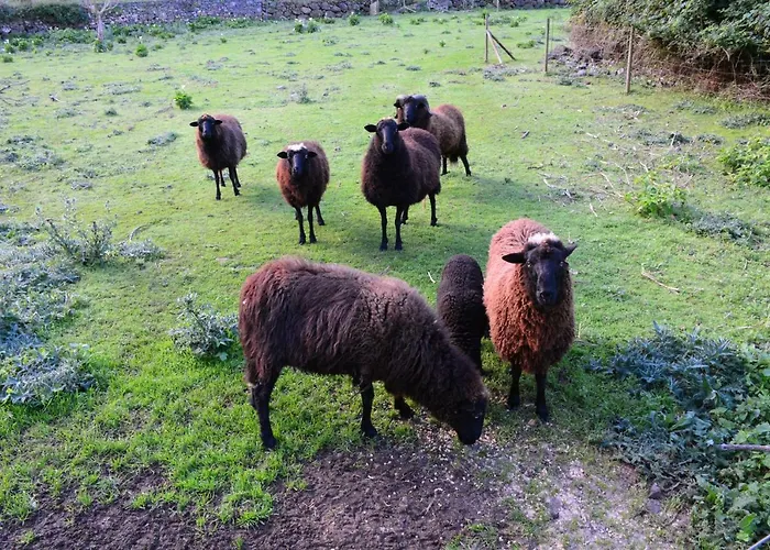 Apartamento Solar Arco De Sao Jorge Santana (Madeira)